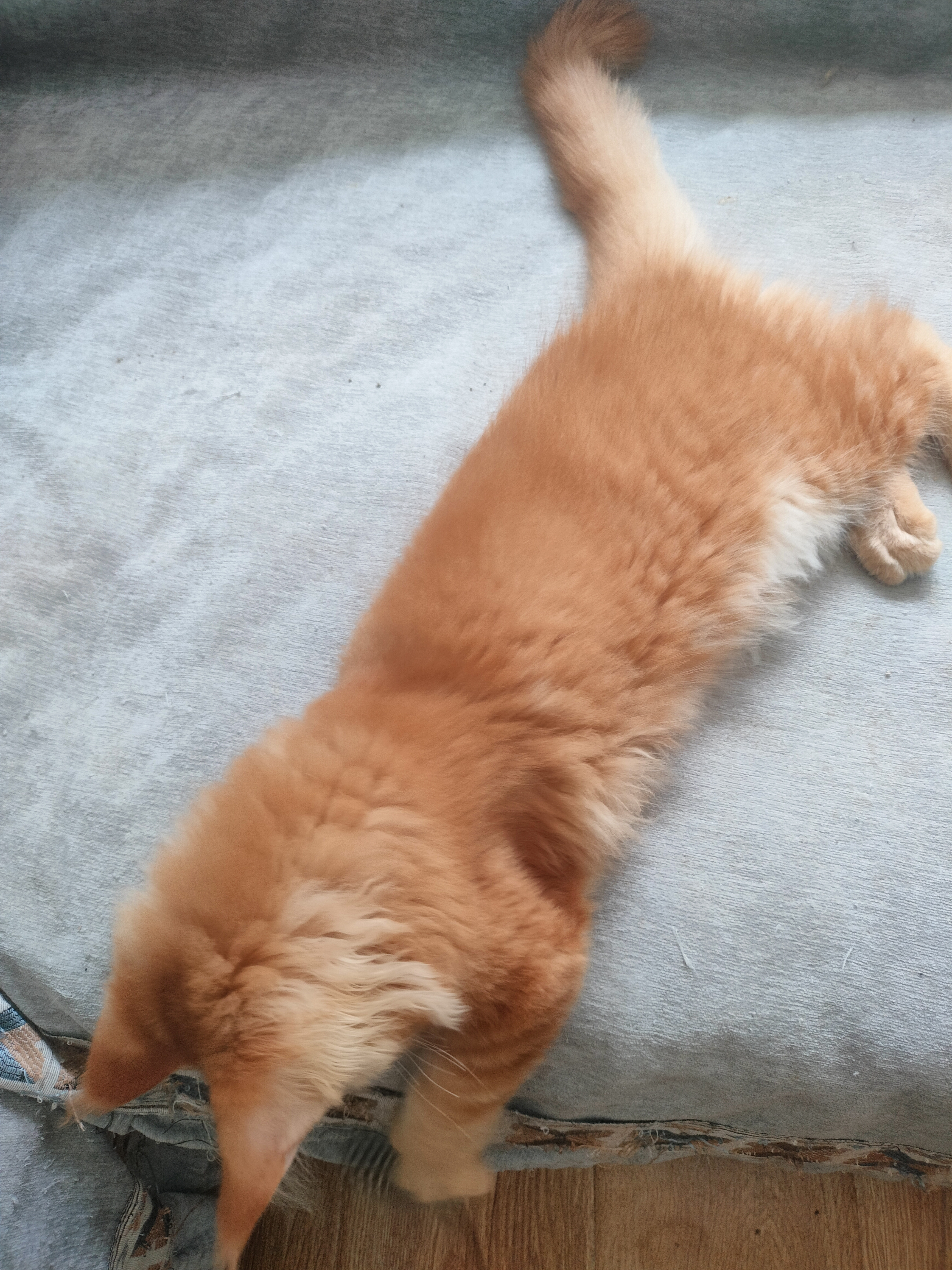 缅因猫金虎底层毛都是红色的，金铲铲